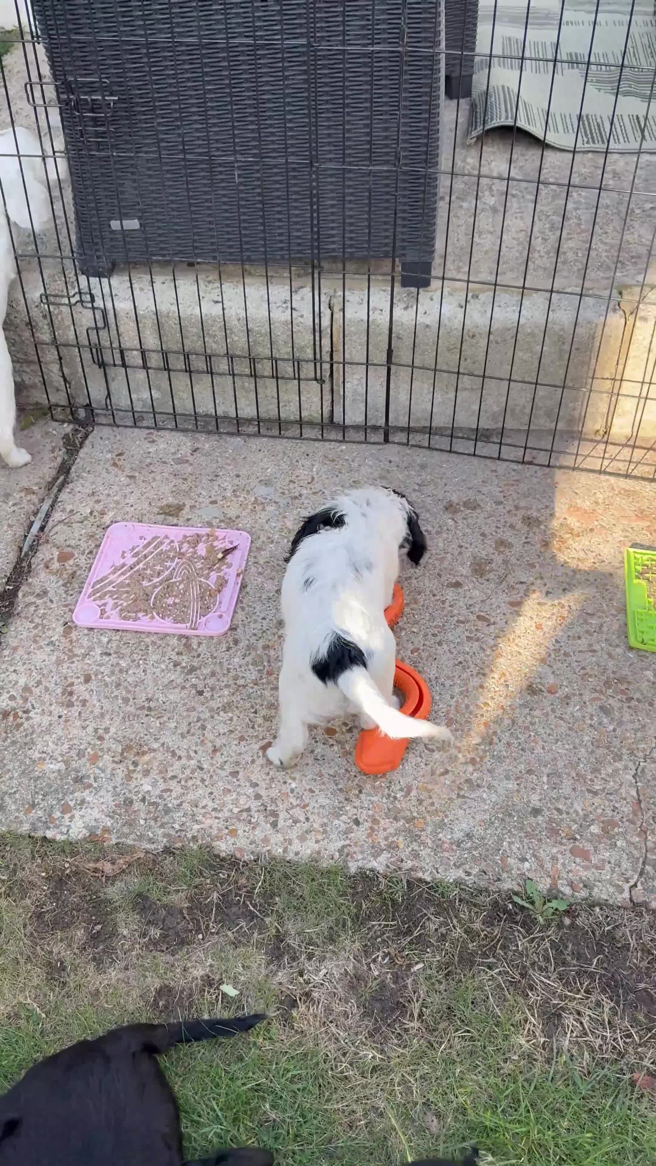 Cocker Spaniel dogs for sale: 2 pups left! Gorgeous Working Cocker Spaniels - Video 2