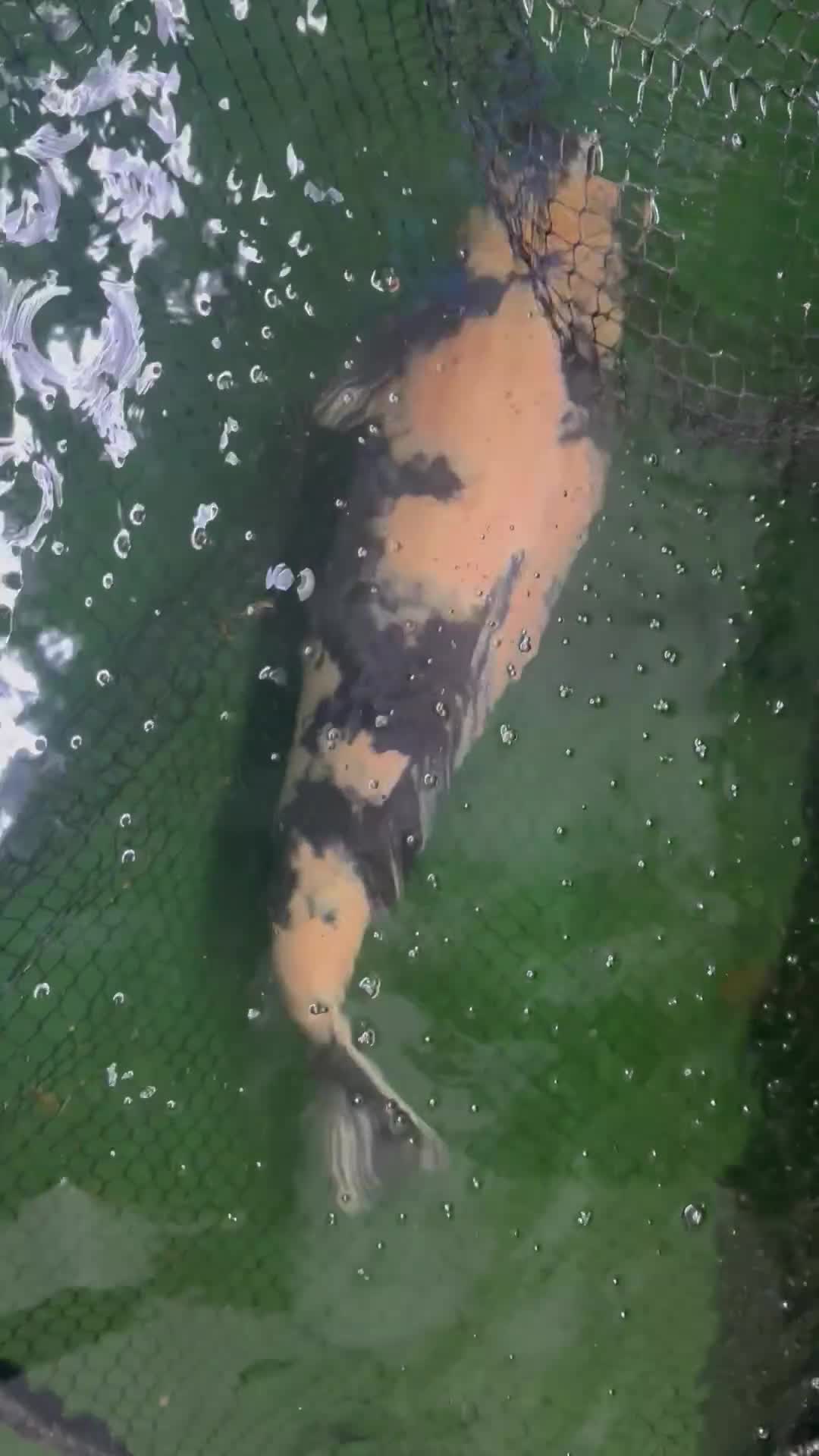 Koi Carp fish for sale: Quality Japanese Koi - Video 4