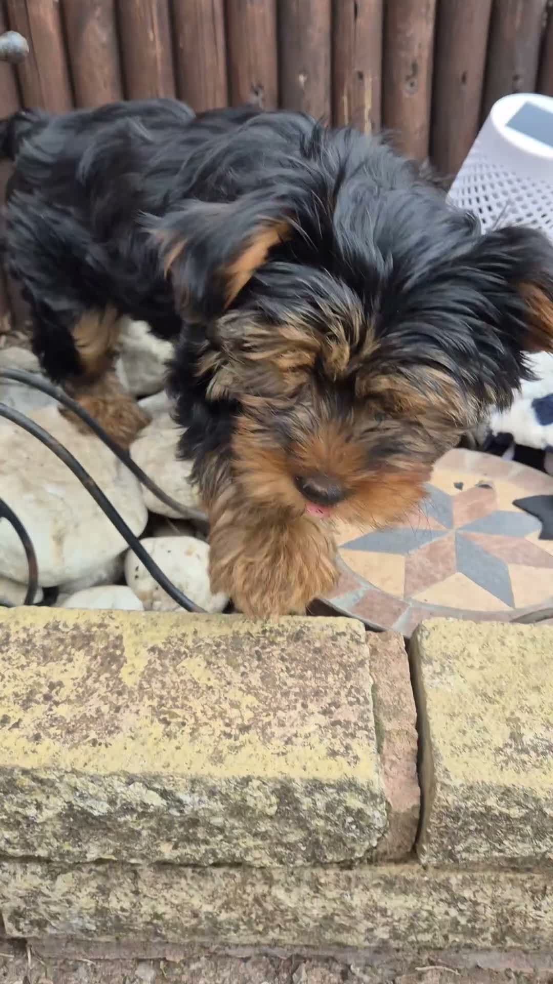 Yorkshire Terrier dogs for sale: 🐾 Beautiful Yorkshire Terrier Girls - Video 4