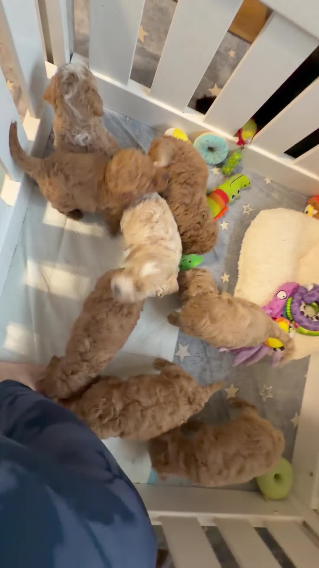 Labradoodle dogs for sale: Labradoodle  - Video 1