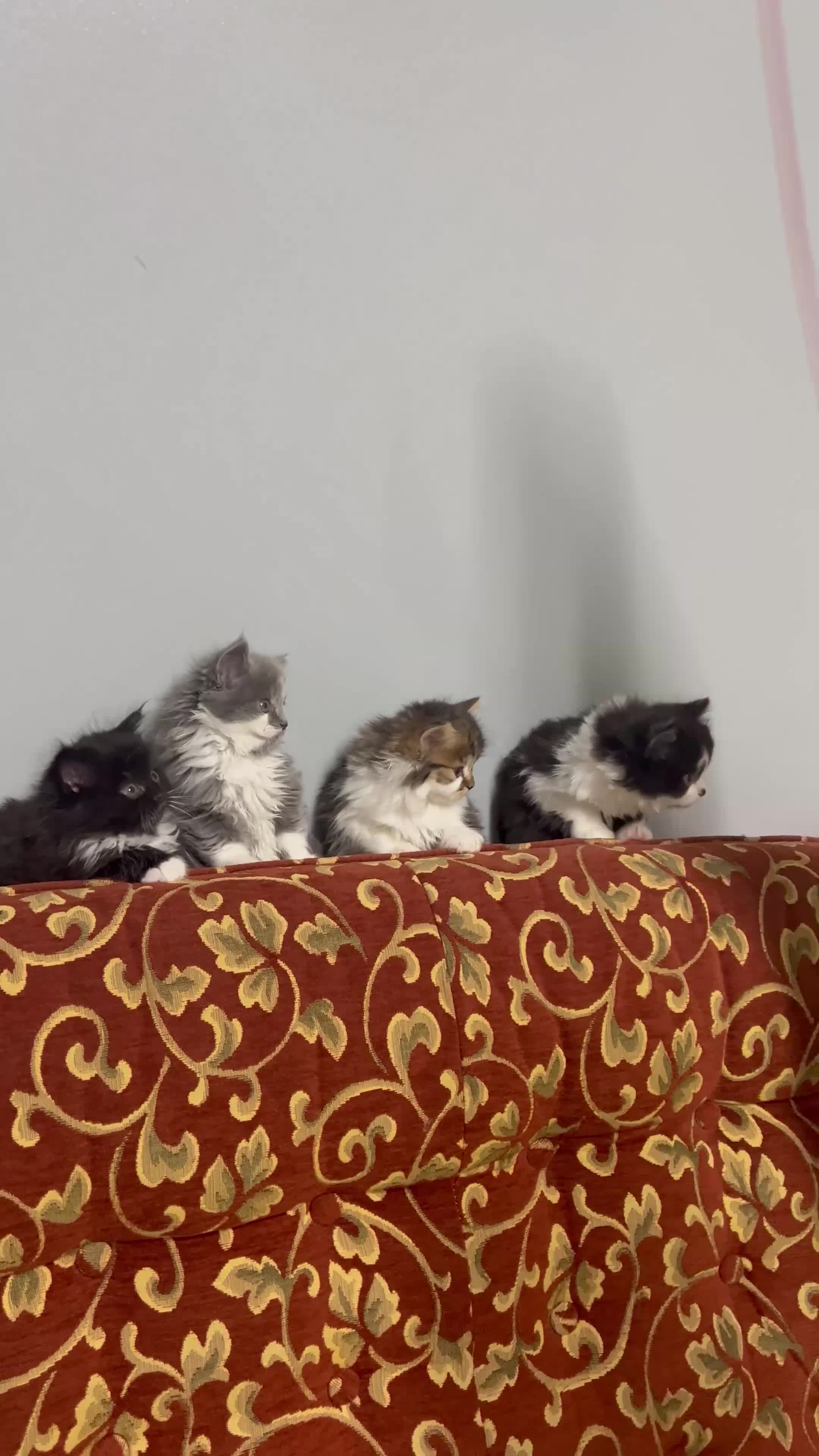 Mixed Breed cats for sale: Cute British Mix Kittens Looking for New Homes - Video 3