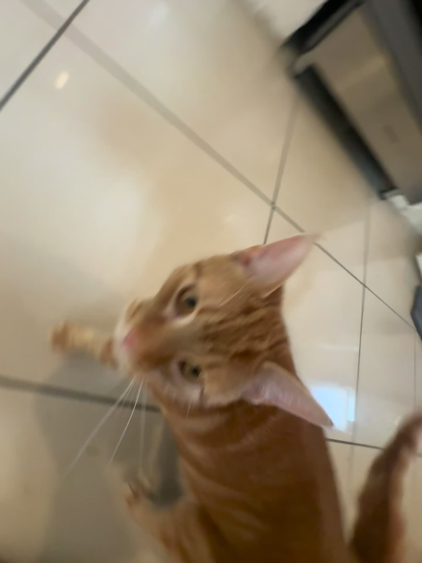 Domestic Shorthair cats for sale: Tabby - beautiful boy - Video 2