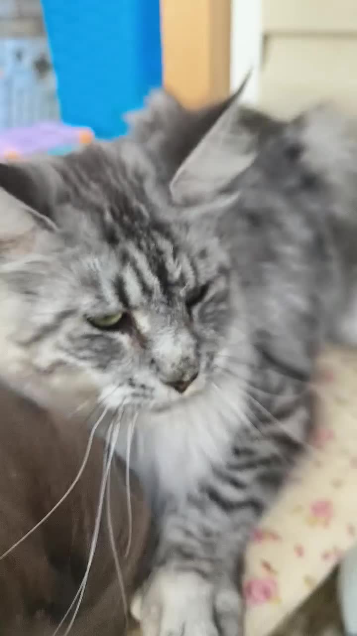 Maine Coon cats for sale: Pedigree  queen Maine coon active - Video 1