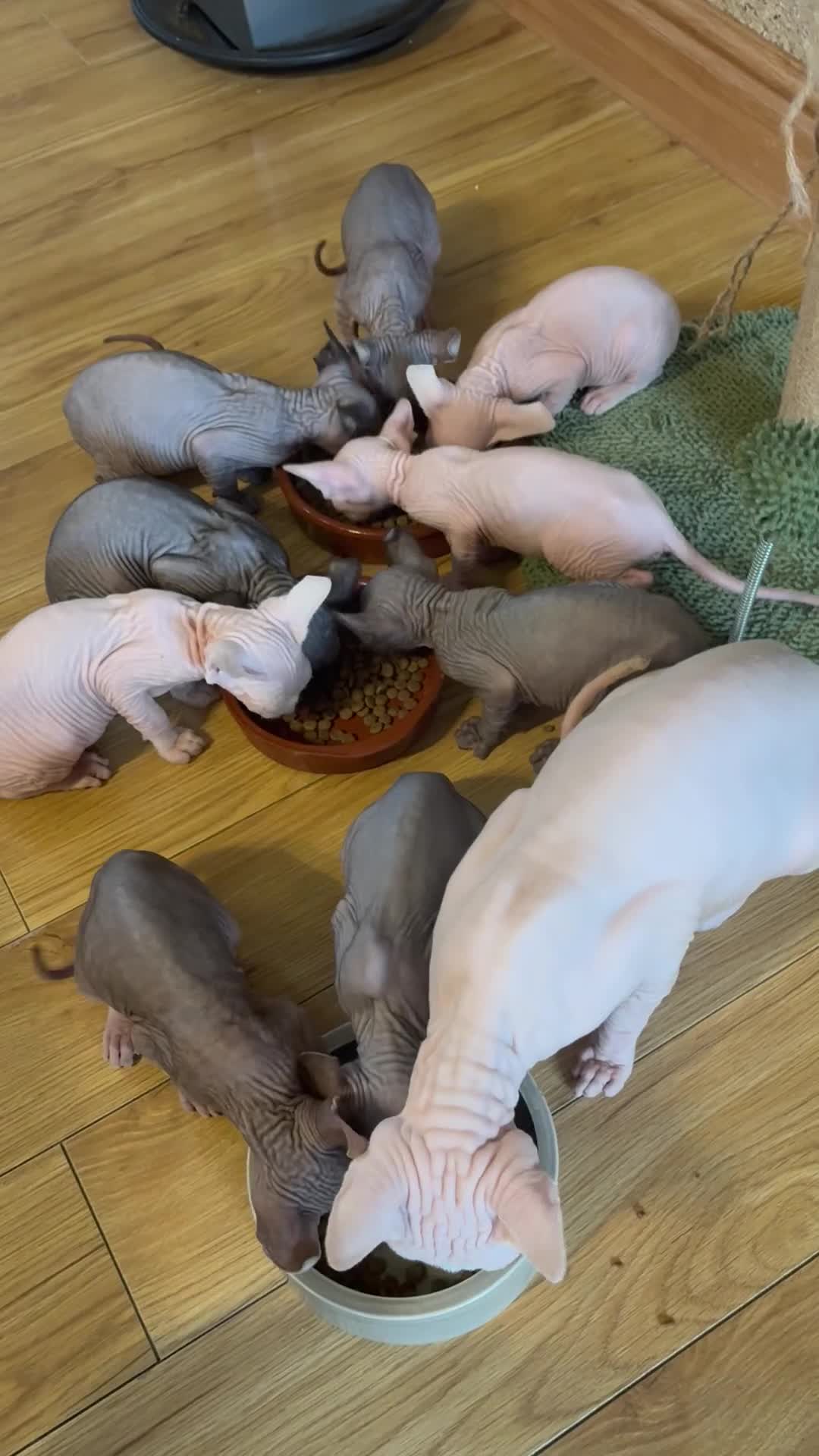Sphynx cats for sale: Unique Sphynx & Elf Sphynx Kittens for Sale😊 - Video 1