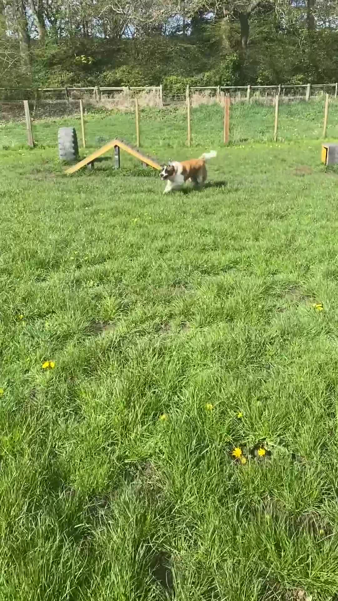 Saint Bernard dogs for sale:  Rehoming Post, Saint Bernard (3 years old)  in Newport - Video 1