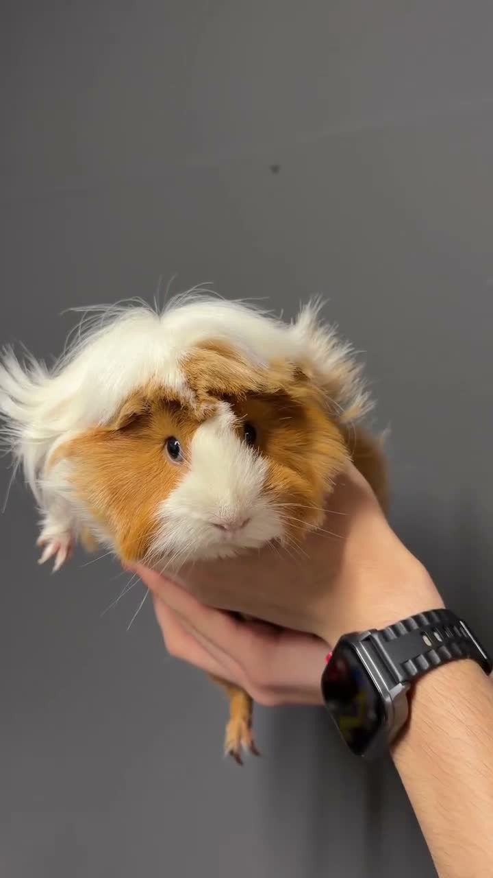 Guinea Pig rodents for sale: Female Guinea pigs  - Video 1