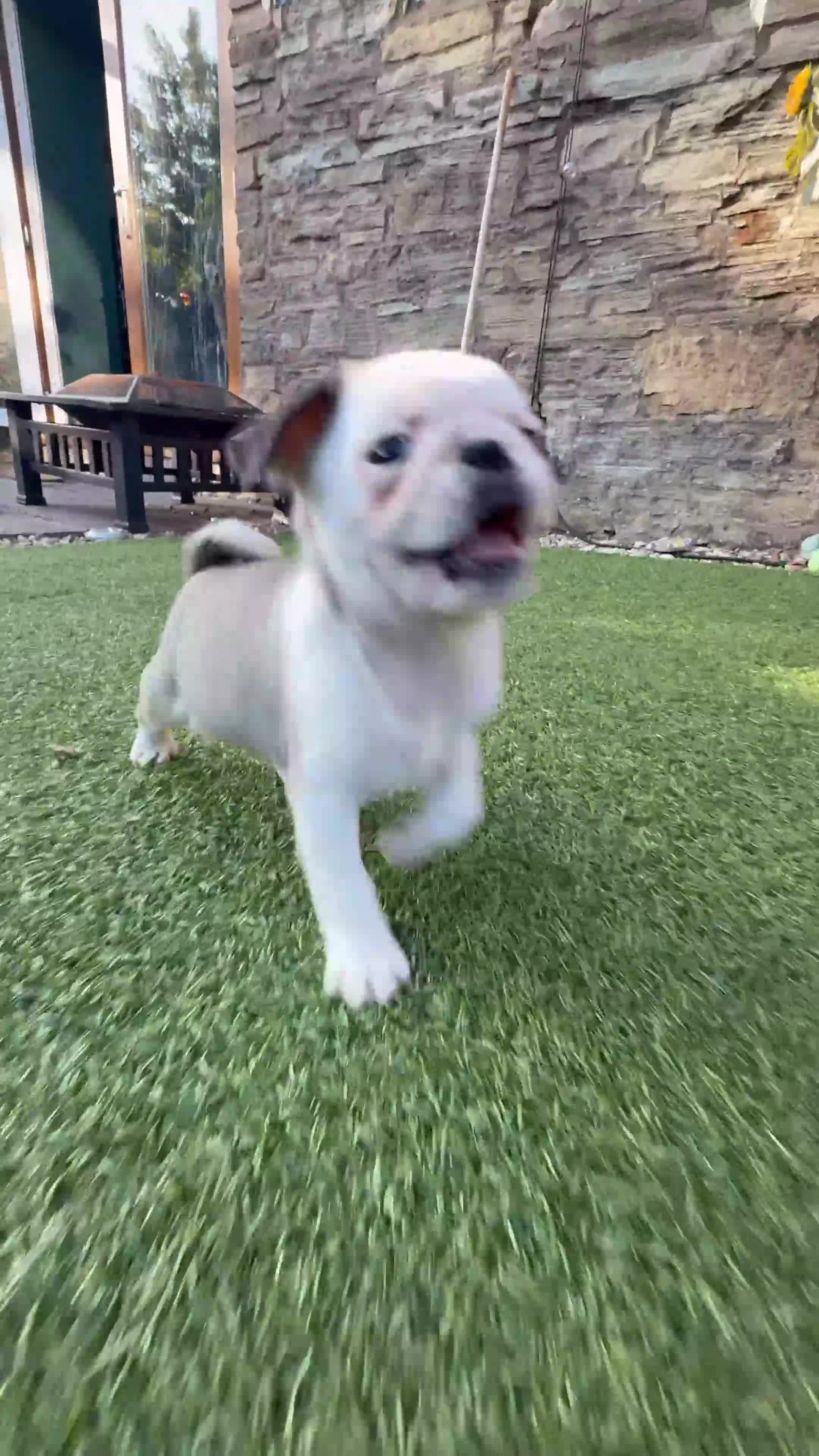 Pug dogs for sale: Beautiful & Unusual Purebred Pug Puppies £1000 - Video 2