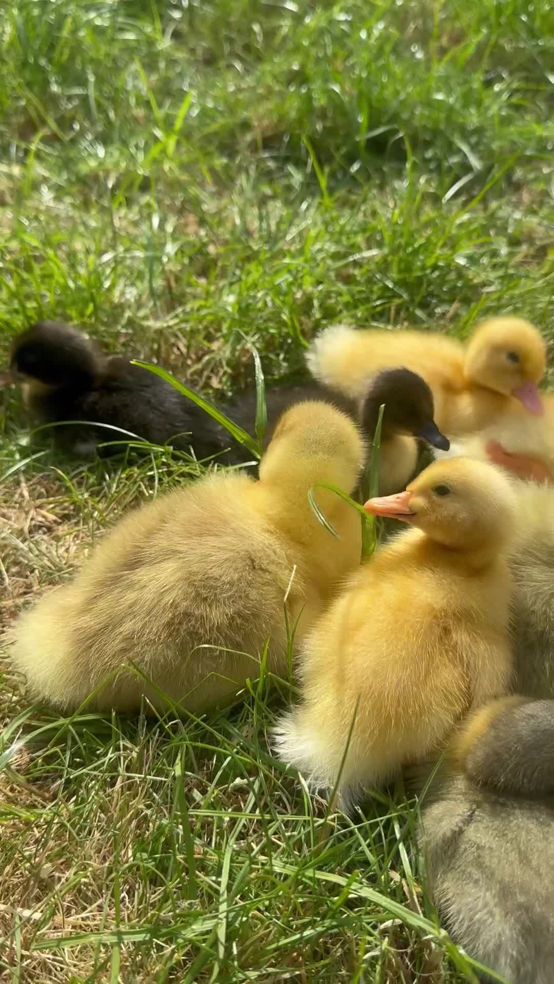 Ducks poultry for sale: gorgeous ducklings  - Video 2