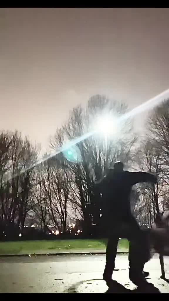 Belgian Shepherd Dog dogs for sale: Belgian shepereds puppy’s - Video 3