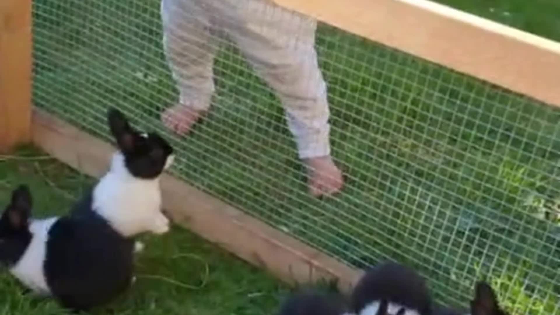 Dutch rabbits for sale: Baby Dutch Rabbits in Robertsbridge - Video 1