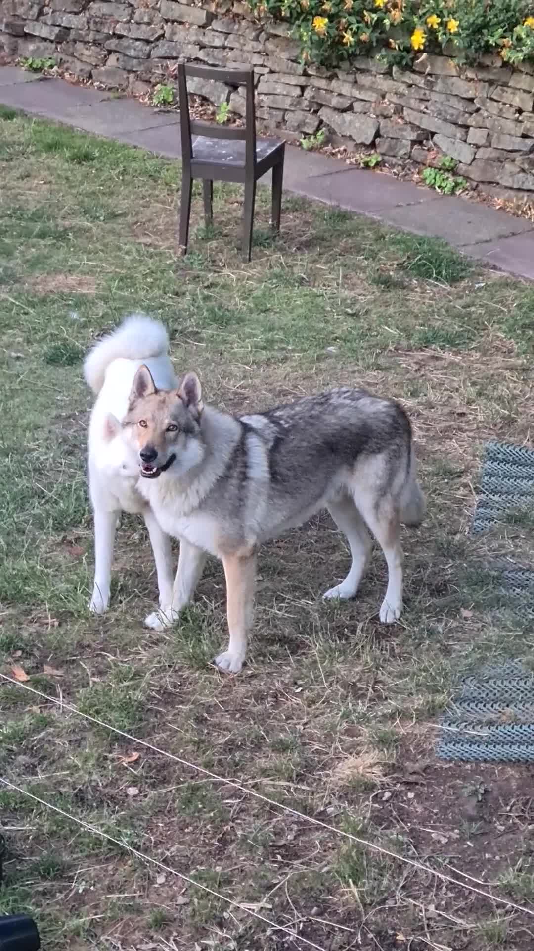Mixed Breed dogs for sale: Czech Wolfdog × Akita/Malamute Puppies - Video 4