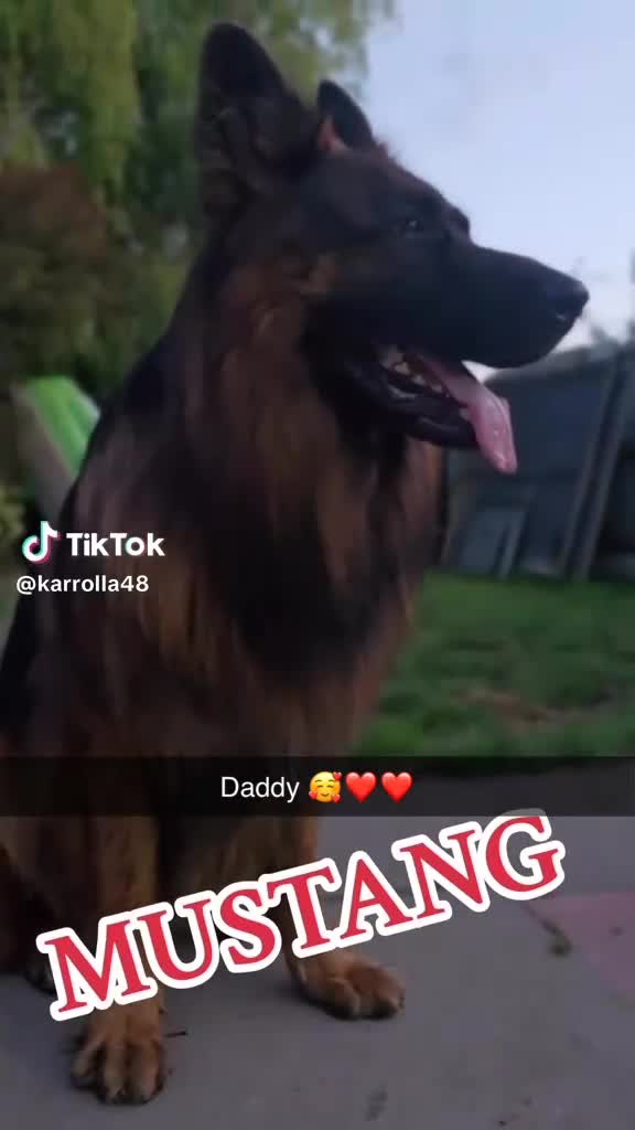 German Shepherd dogs for sale: German shepherd puppies Amber blood line  - Video 2