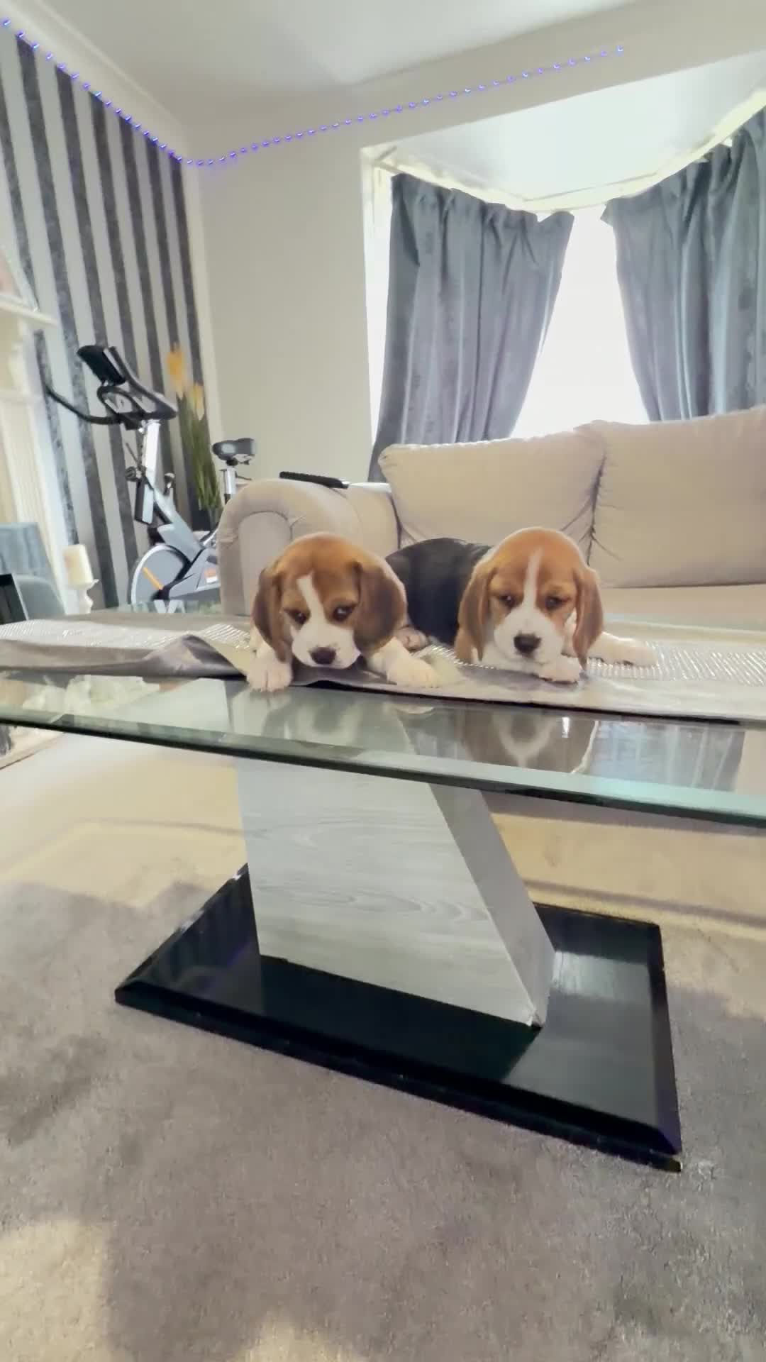 Beagle dogs for sale: 💞BEAUTIFUL BEAGLE PUPPIES 💞 - Video 2