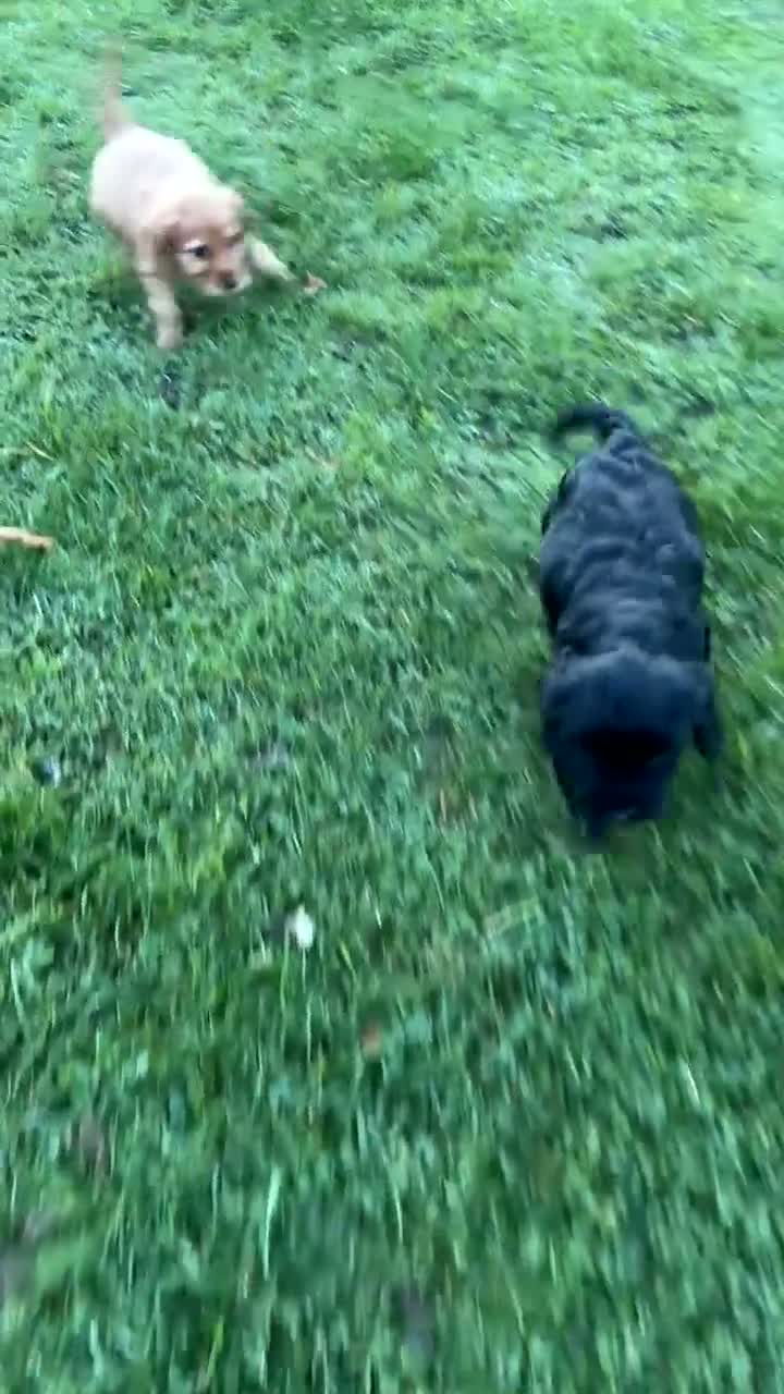 Cockapoo dogs for sale: Beautiful f1b cockapoo’s   in Dereham - Video 1