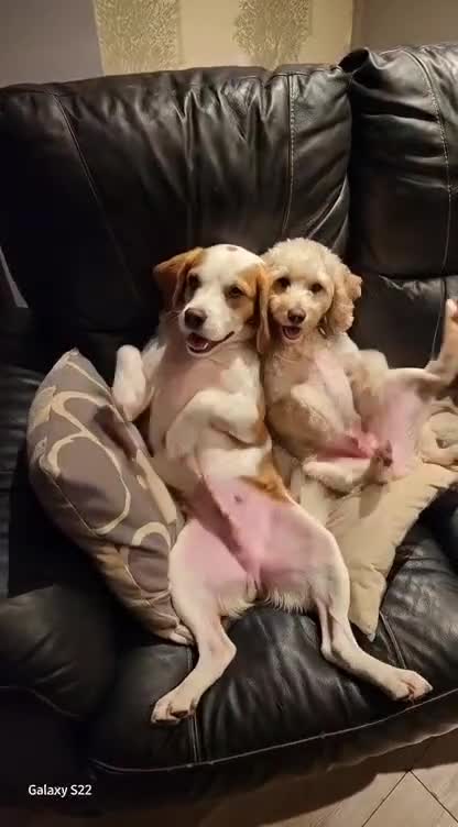 Cockapoo dogs for stud: Miniture Cocapoo for STUD in Warrington - Video 1