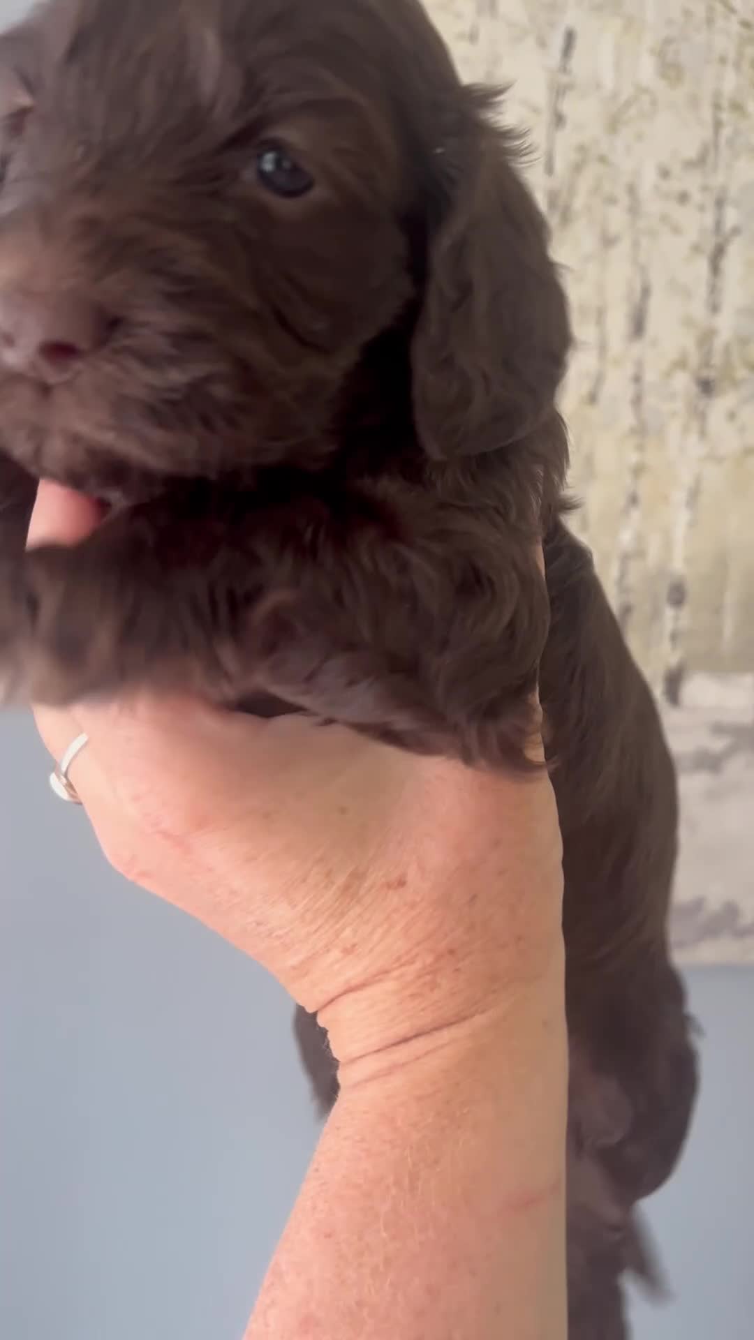 Cockapoo dogs for sale: F2 cockapoo litter  in Bolton - Video 1