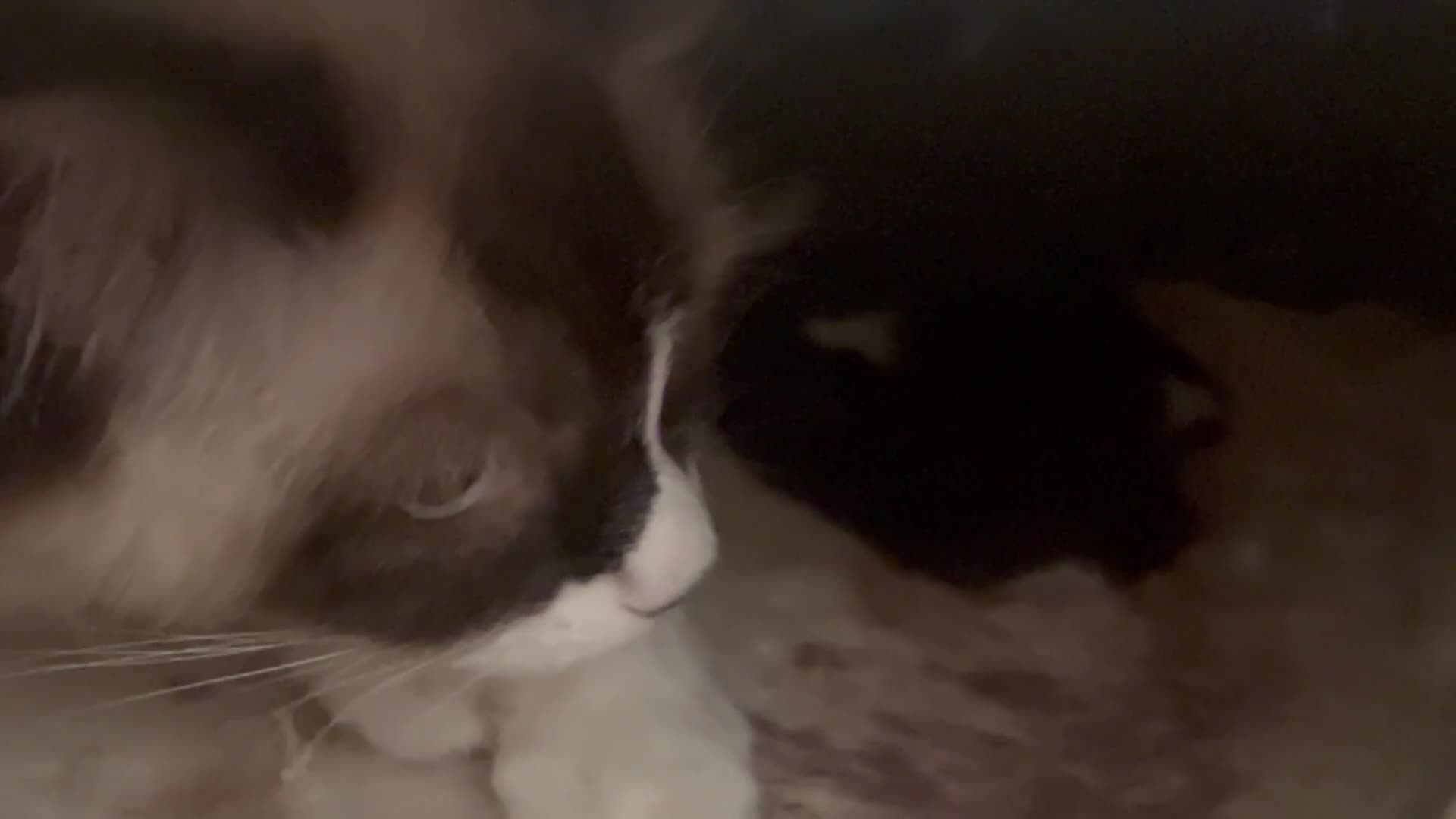 Ragdoll cats for sale: Ragdoll mix 4 kittens  in Oxford - Video 1