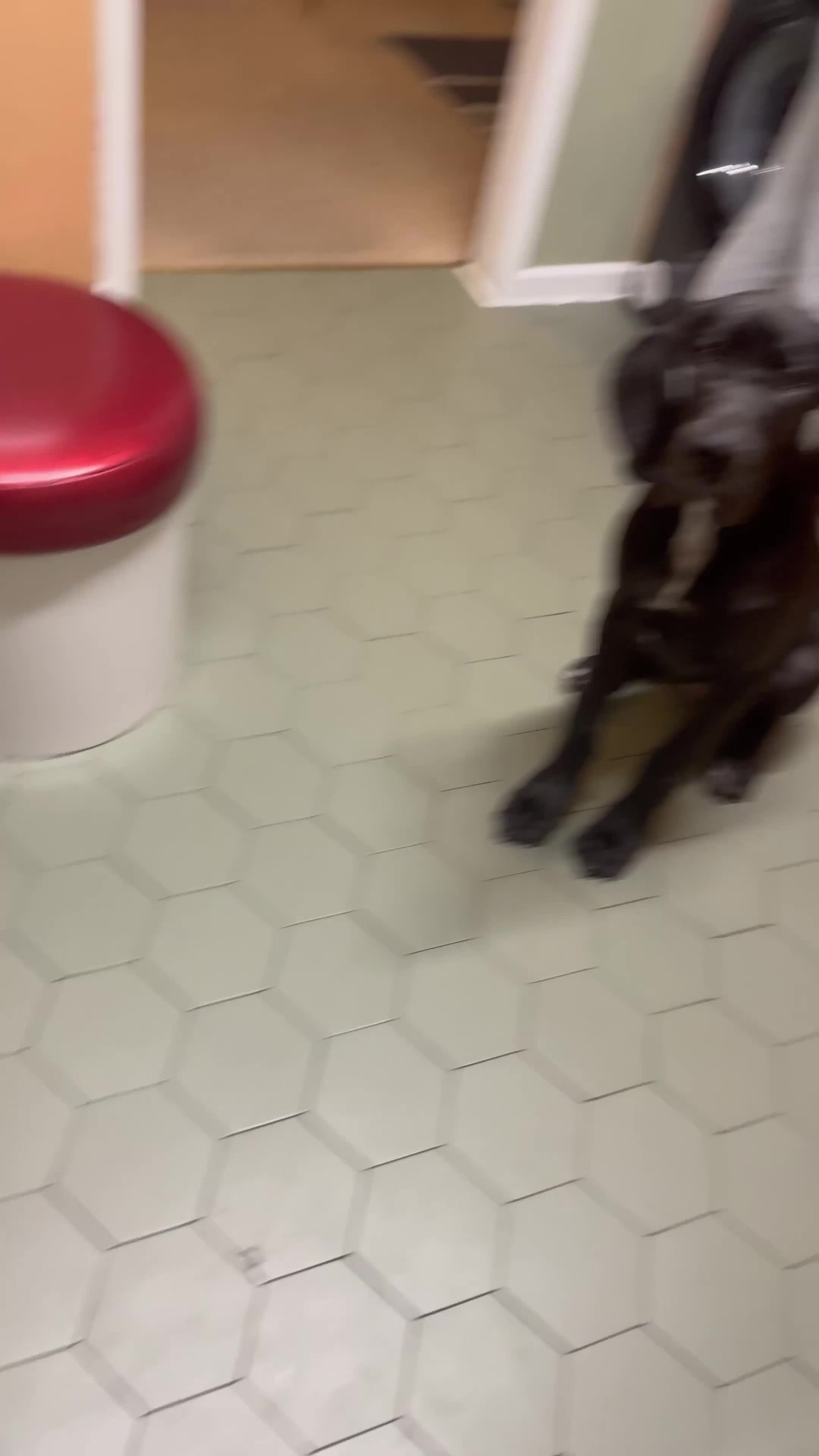 Great Dane dogs for sale: Remus  - Video 1