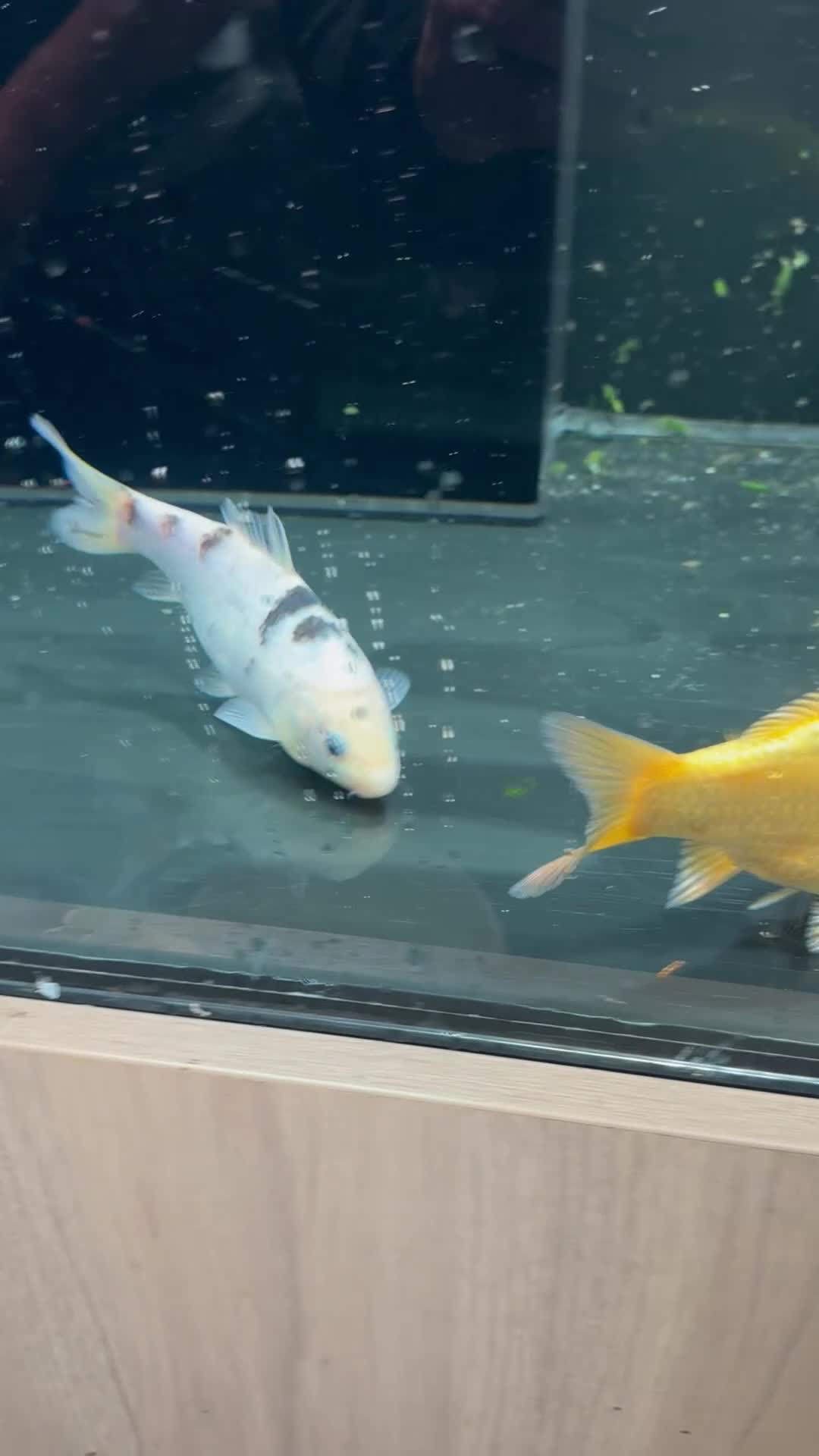 Koi Carp fish for sale: Koi carp in Manchester - Video 2