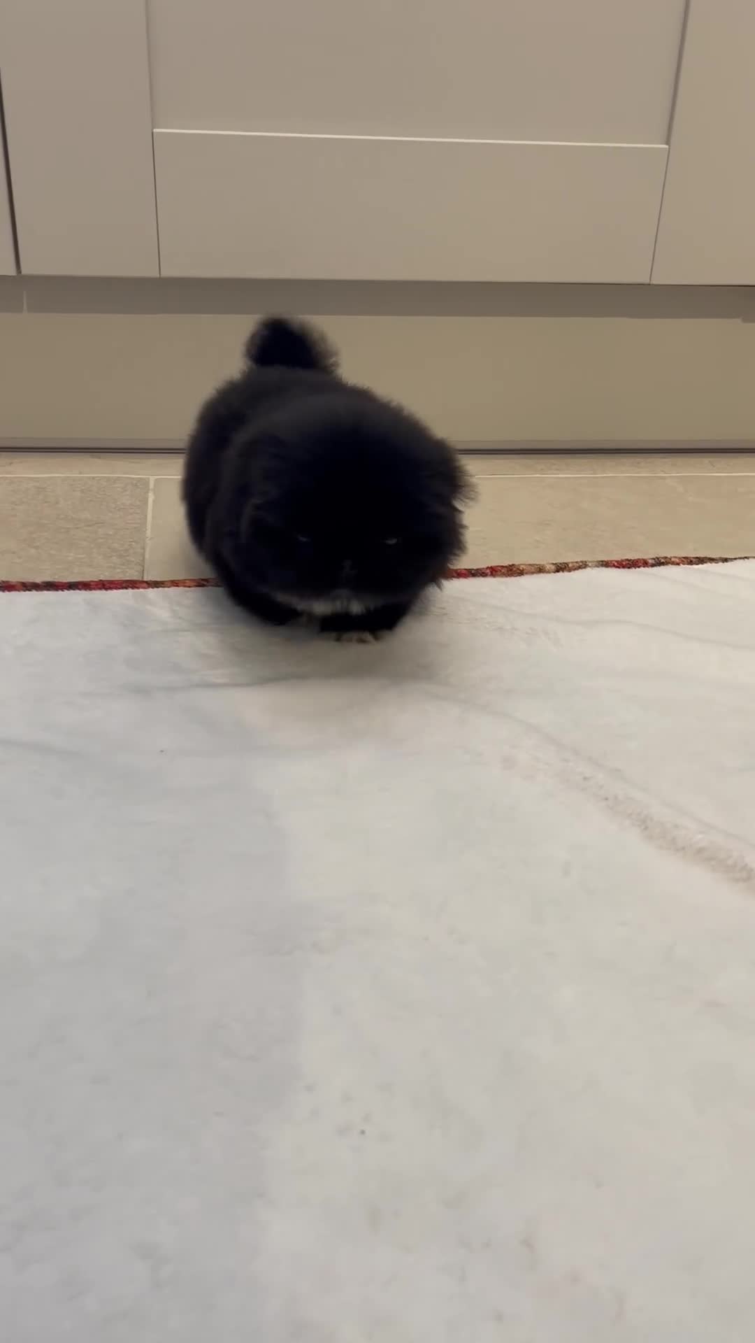 Pekingese dogs for sale: 💙Stunning Black KC registered Pekingese Puppy💙 - Video 3