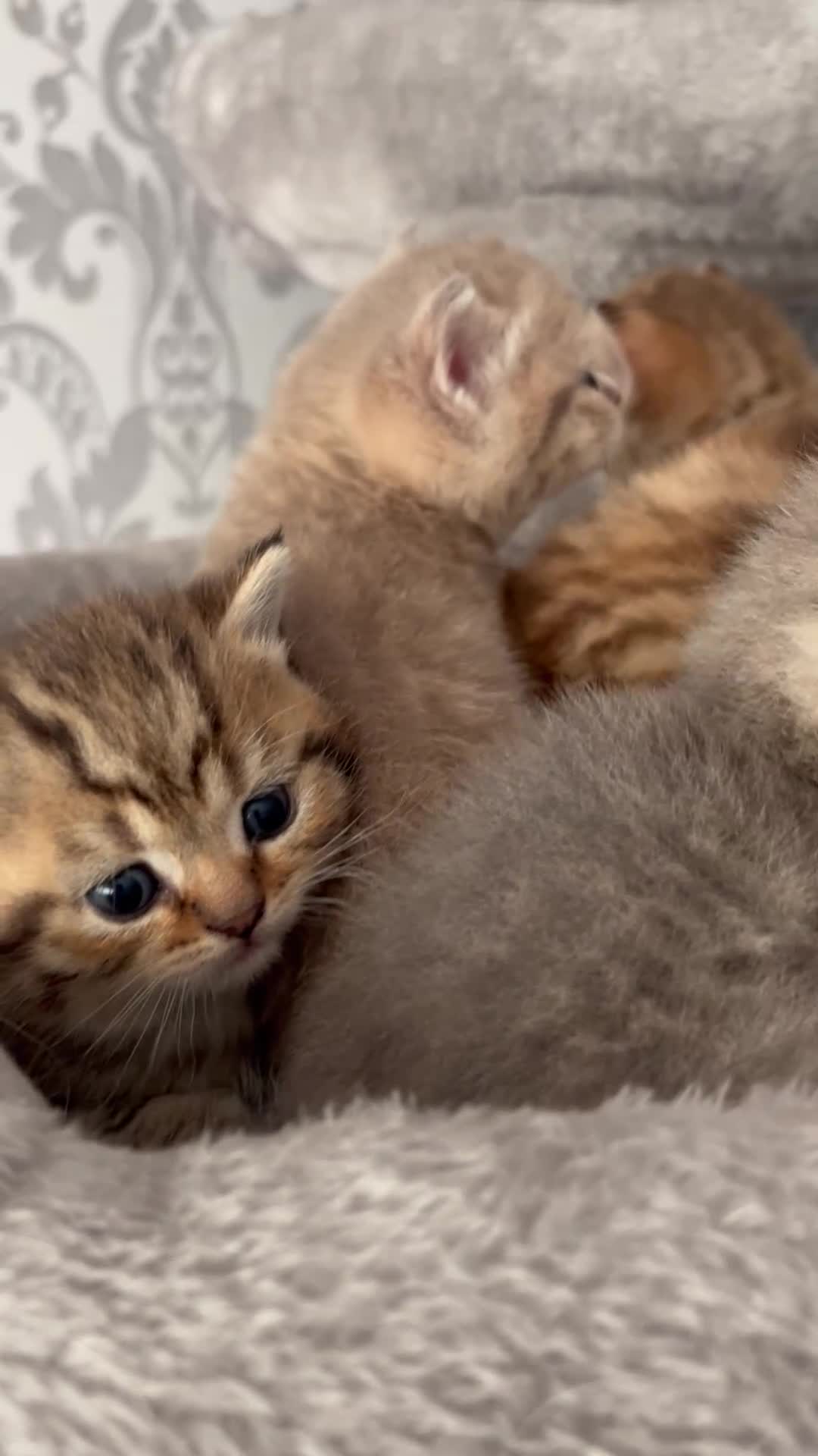 British Shorthair cats for sale: Gorgeous British shorthair kittens  - Video 1