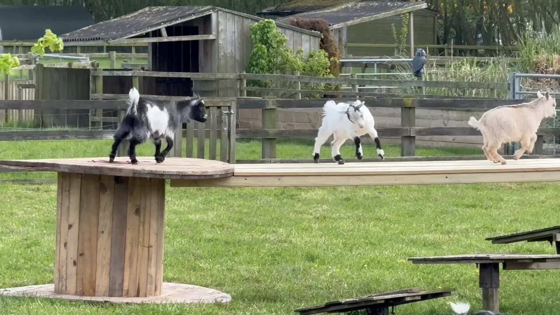 Goats livestock for sale: Pygmy Goat kids. - Video 1