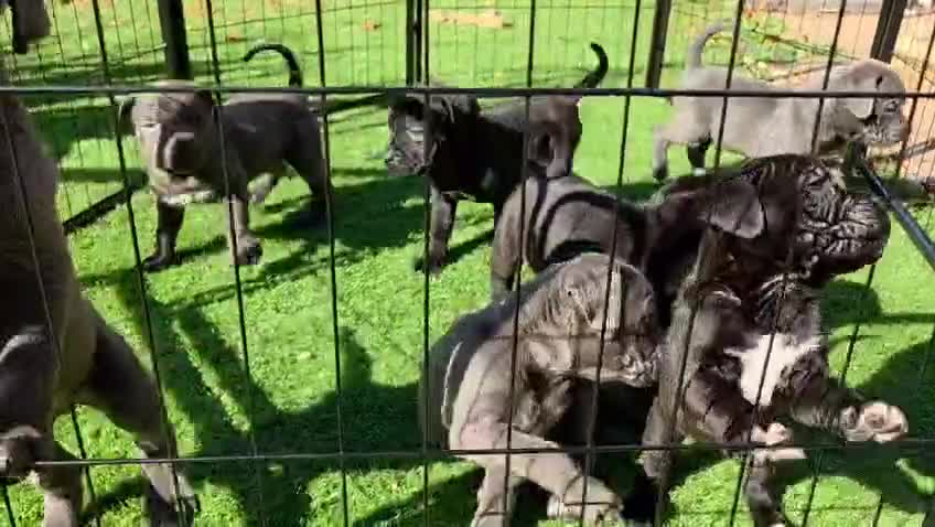 Cane Corso dogs for sale: 2 beautiful cane corso puppies  - Video 1