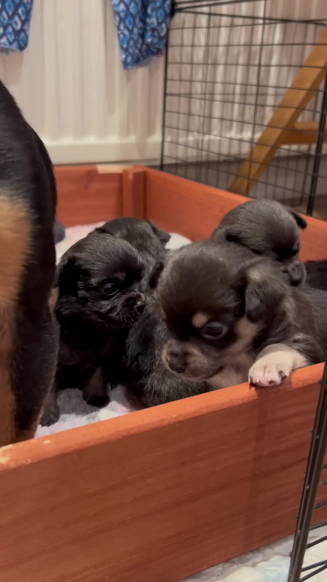 Chiweenie dogs for sale: gorgeous chihuahuas/chiweenie cross pups  - Video 1