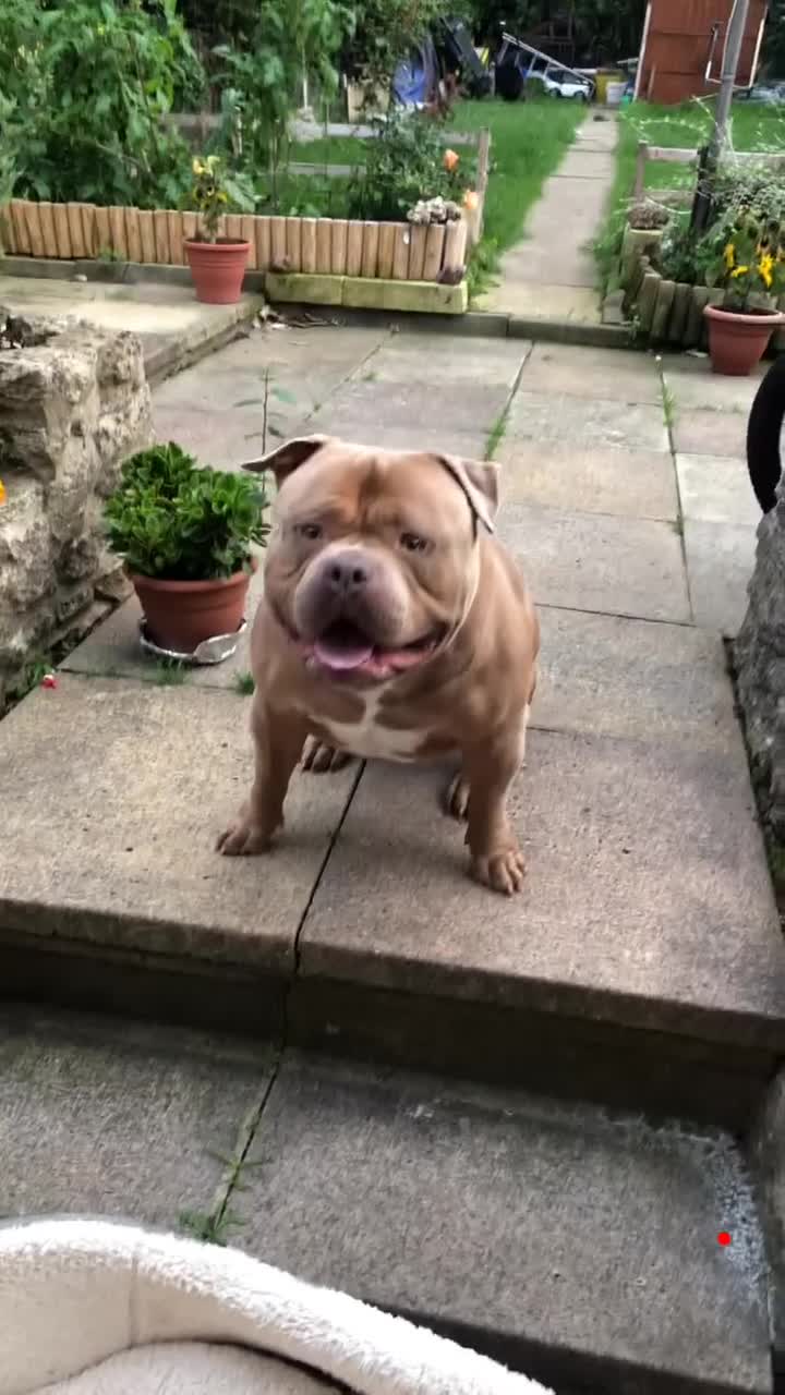 American Bully dogs for stud: Standard American bully available for stud  - Video 1