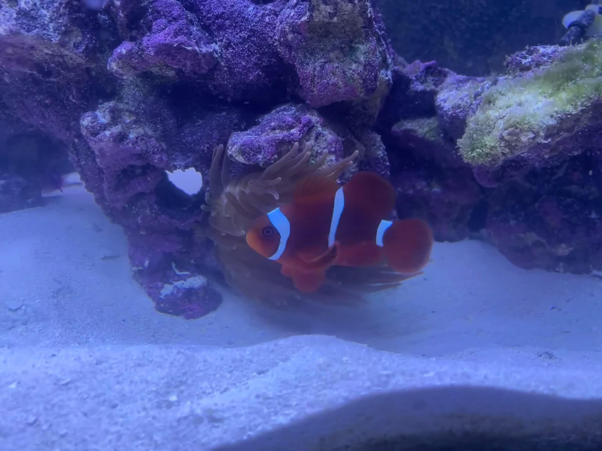 Other/Mixed Breed fish for sale: Maroon clownfish - Video 1