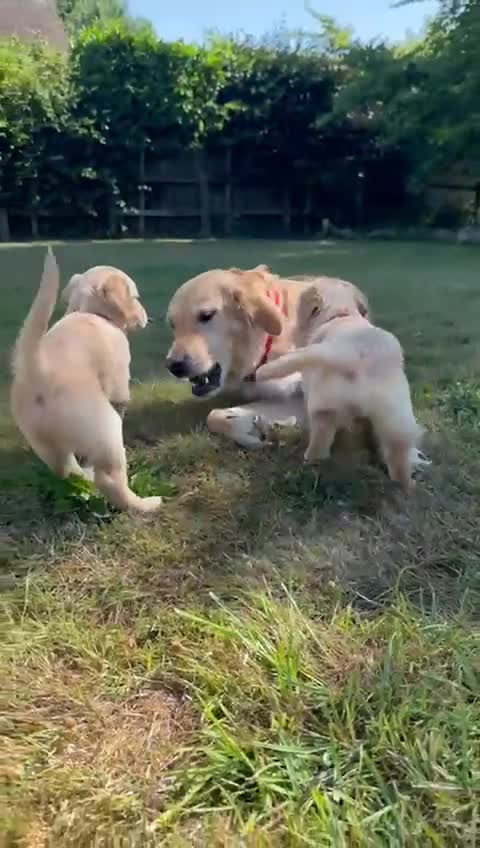 Golden Retriever dogs for sale: ⭐️Fantastic⭐️KC Reg Puppy⭐️Healthy Golden Ret - Video 3