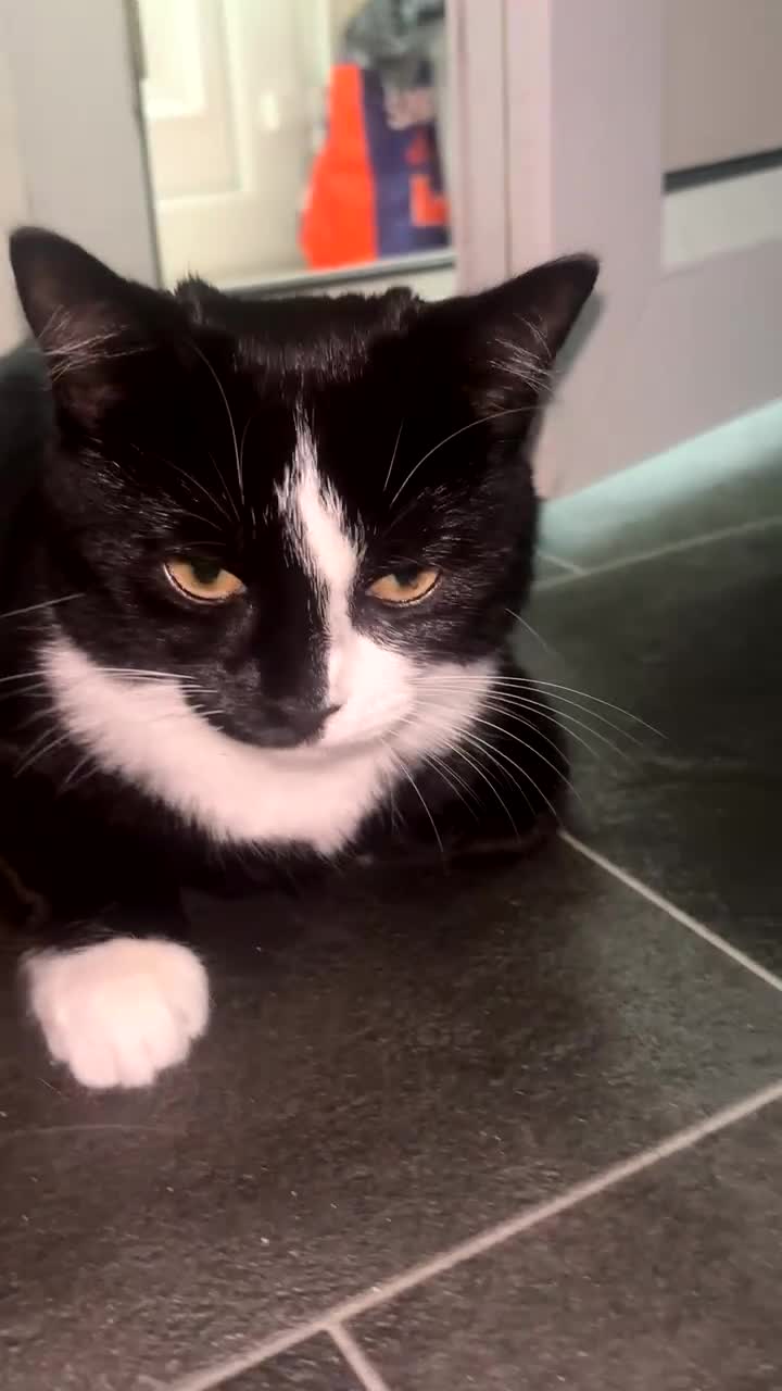 British Longhair cats for sale: 2 kittens and 1 young cat for sale!! - Video 1