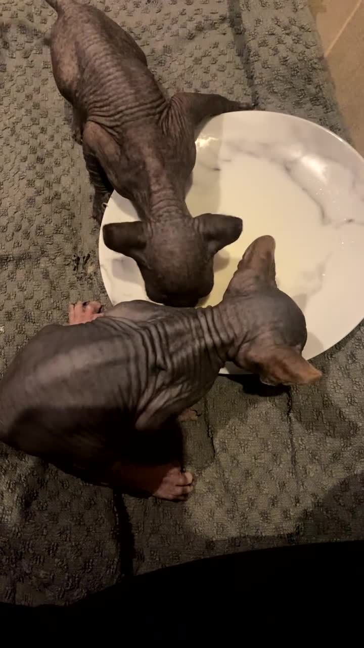 Sphynx cats for sale: Two Male Sphynx Kittens 🐾 - Video 3
