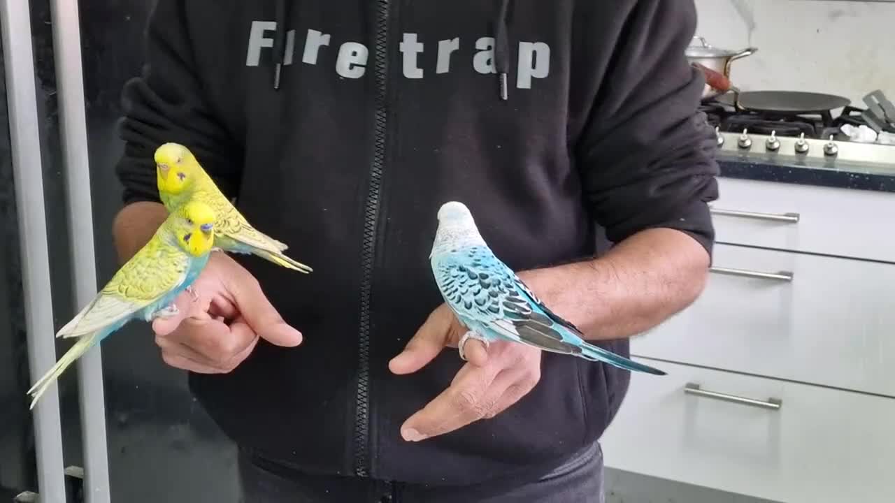 Budgerigars birds for sale: Super silly hand tamed baby budgies  - Video 2