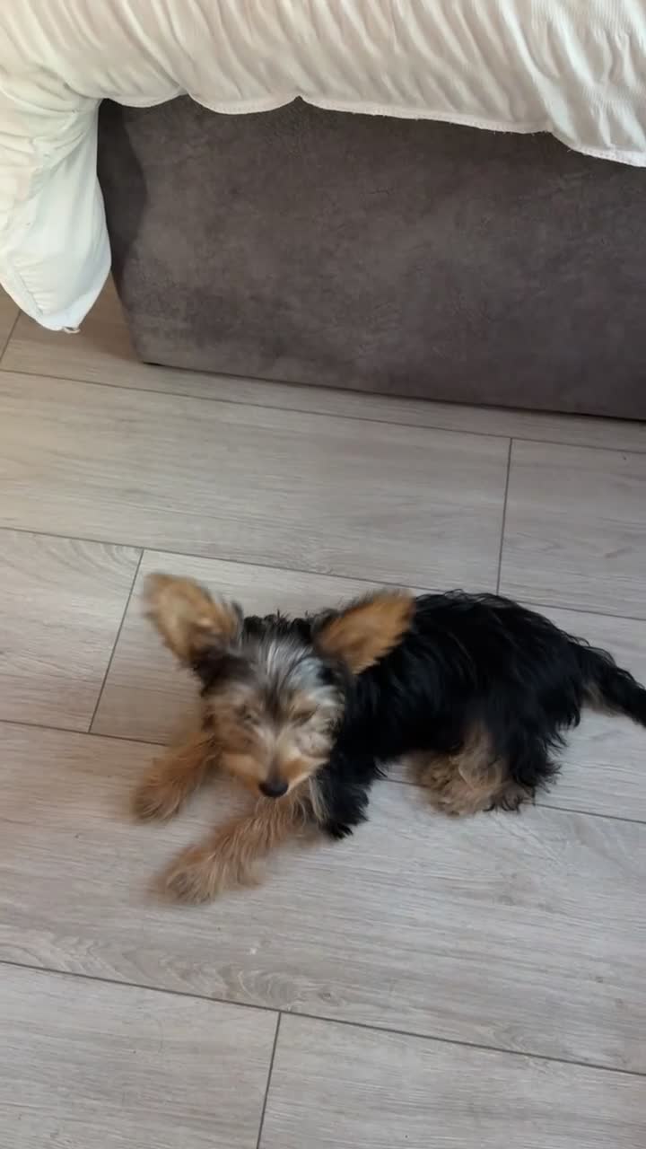 Yorkshire Terrier dogs for sale: Adorable Yorkshire terrier Puppy for sale  - Video 3