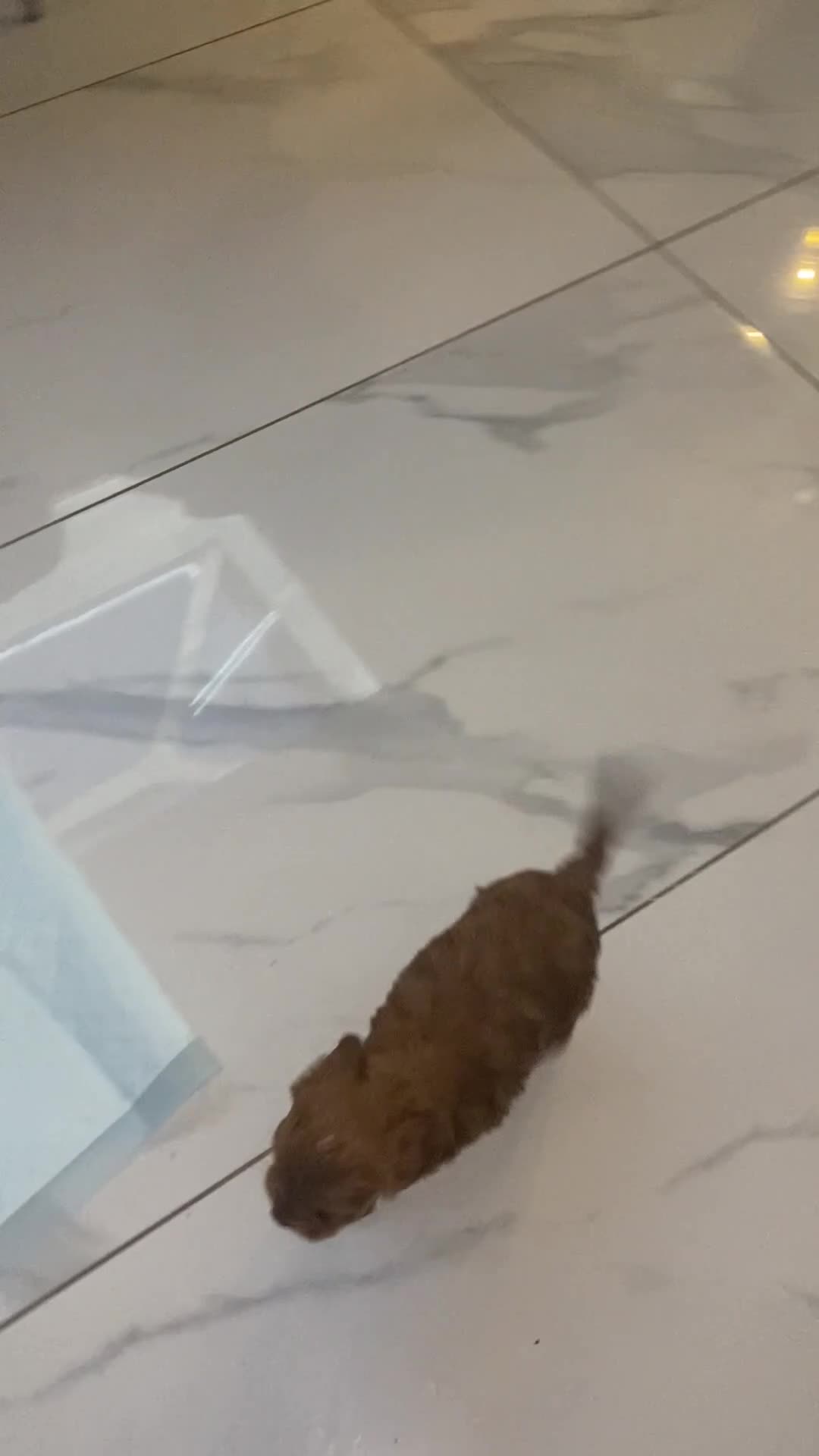 Toy Poodle dogs for sale: Super mini maltipoo puppies (toy poodle) - Video 1
