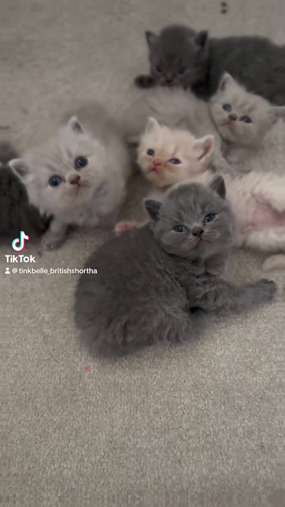 British Shorthair cats for sale: 🐾 GCCF Registered British longhair  Kittens ✨ - Video 1