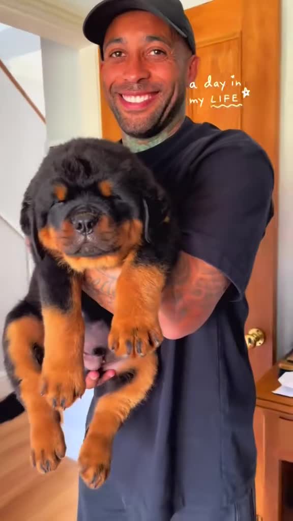 Rottweiler dogs for stud: BEAUTIFUL OLD TYPE BIG BONED ROTTIE! For stud in Mansfield - Video 2