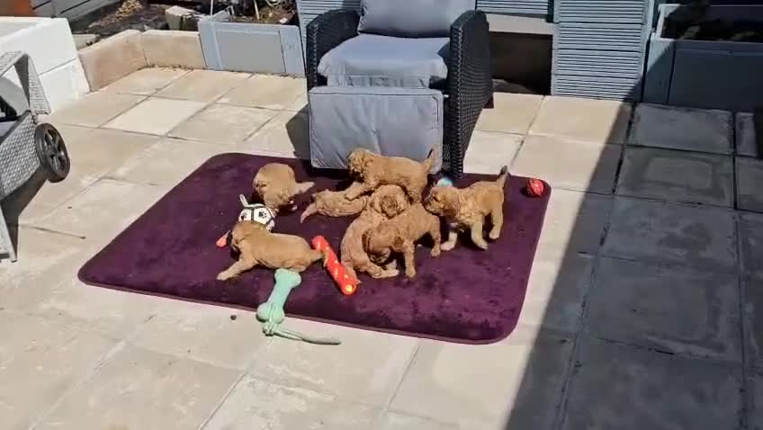 Cavapoo dogs for sale: F1B Cavapoo Puppies - Video 1