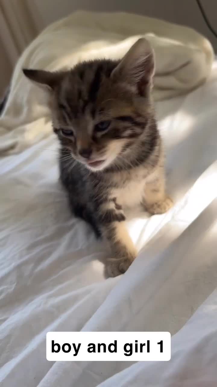 Mixed Breed cats for sale: 3 beautiful kittens - Video 1