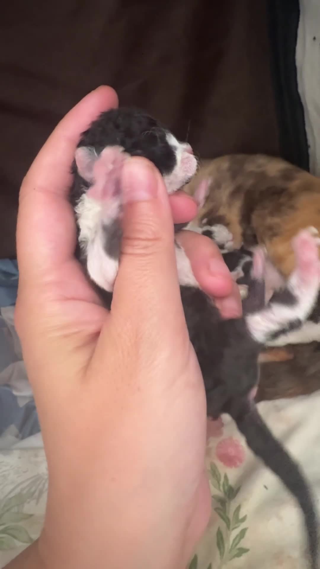 Devon Rex cats for sale: Enchantirex Devon Rex – 2026 Waiting List Now Open - Video 1