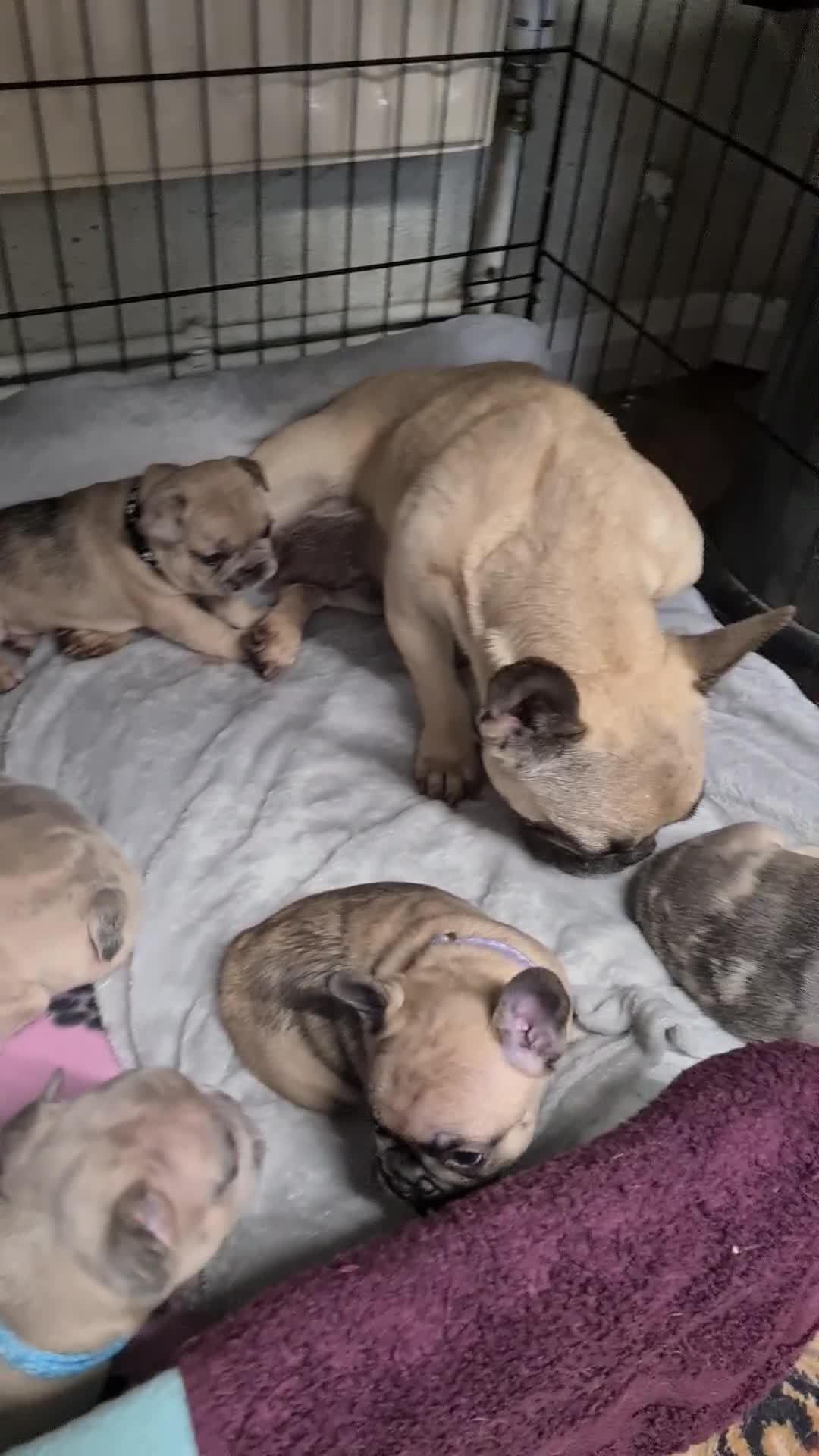 French Bulldog dogs for sale: French bulldog - Video 1