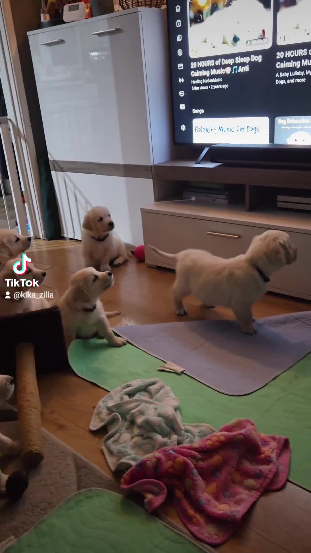 Golden Retriever dogs for sale: Only one male available KC Golden Retriever - Video 1