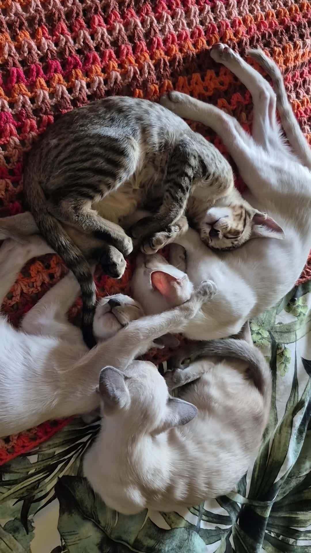 Oriental cats for sale: GCCF registered - Video 2