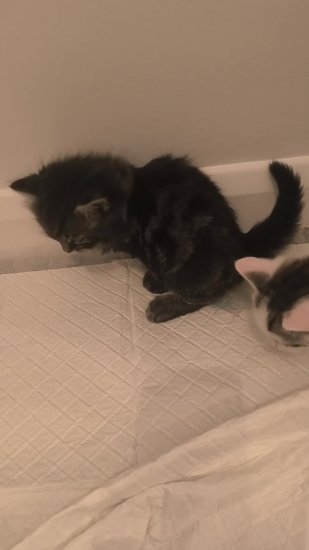 Abyssinian cats for sale: Beautiful kittens ar looking for new kind parents. - Video 1