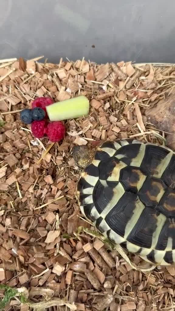 Hermann Tortoise reptiles for sale: Herman Tortoise looking for a new loving home in Southampton - Video 1