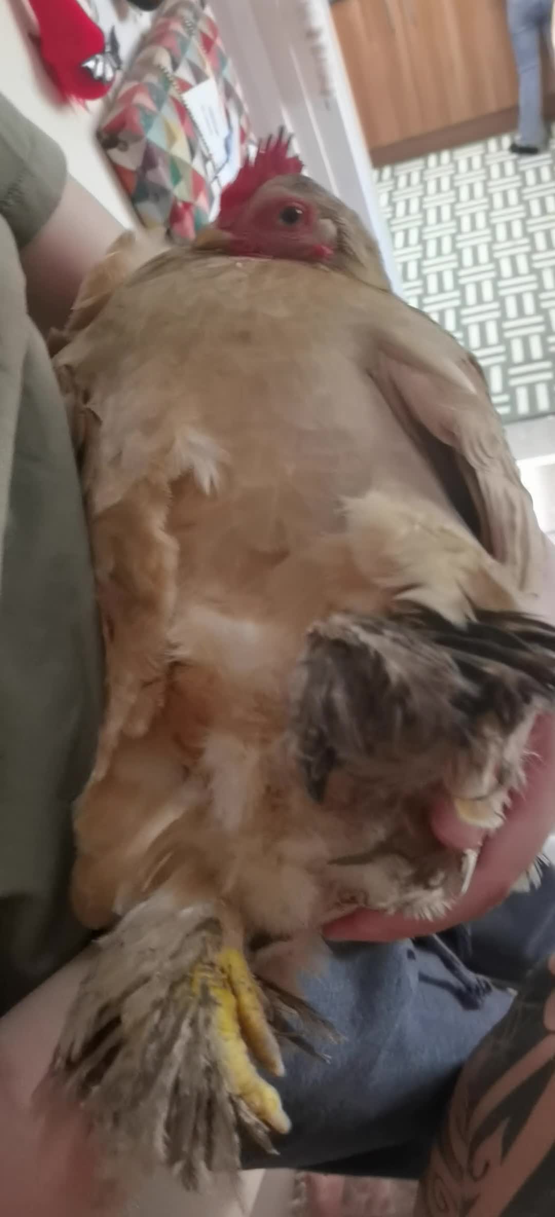 Chickens poultry for sale: Perkin Bantum  - Video 1