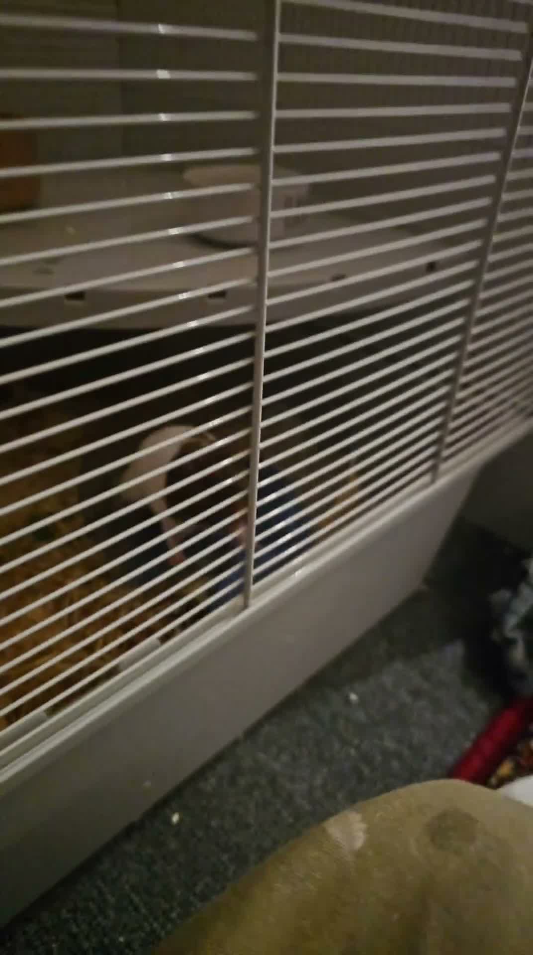 Hamster rodents for sale: Female Hamster Chub. in Poole - Video 1