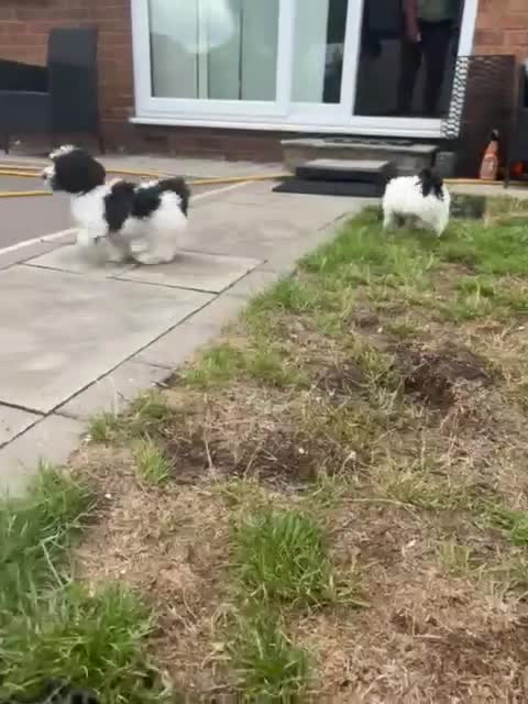 Havanese dogs for sale: Show quality litter of kc reg havanese puppies in Lincoln - Video 1