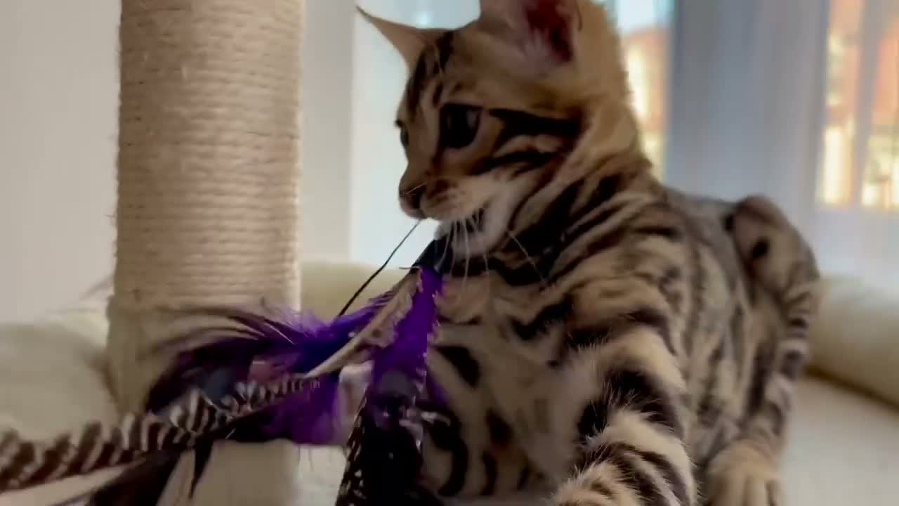 Bengal cats for sale: 🐅Gorgeous 😍One of a Kind Dream Bengal Boy!🐅 - Video 3
